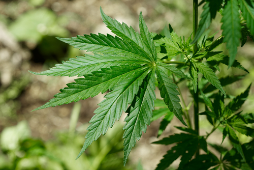 » Hazards found at federally approved grow-ops Safety Lives